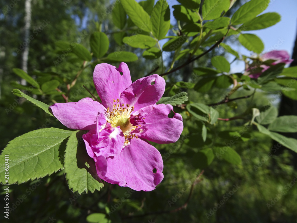 Rose hip flower in the forest on a Sunny day Rose hip flower in the forest on a Sunny day