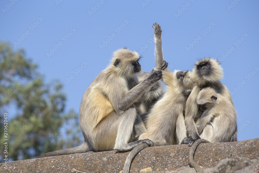 Obraz premium Gray Langur also known as Hanuman Langur in the town of Mandu, India. Indian langurs are lanky, long-tailed monkeys.