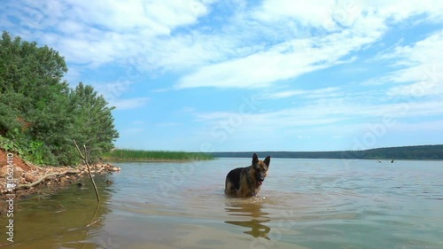 Wallpaper Mural German Shepherd runs along the summer forest path, slow motion Torontodigital.ca