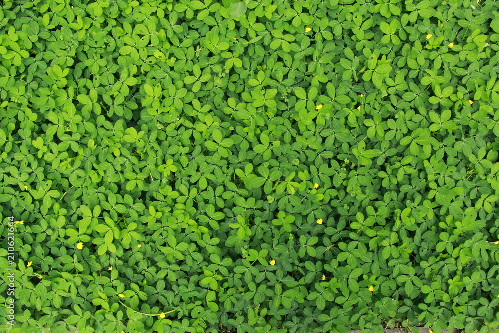 Clover Clover