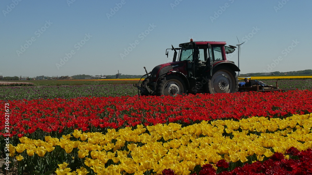 Fototapeta premium Trattore coltivazione tulipani in Olanda