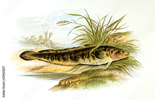 Billede på lærred Illustration of fish. burbot