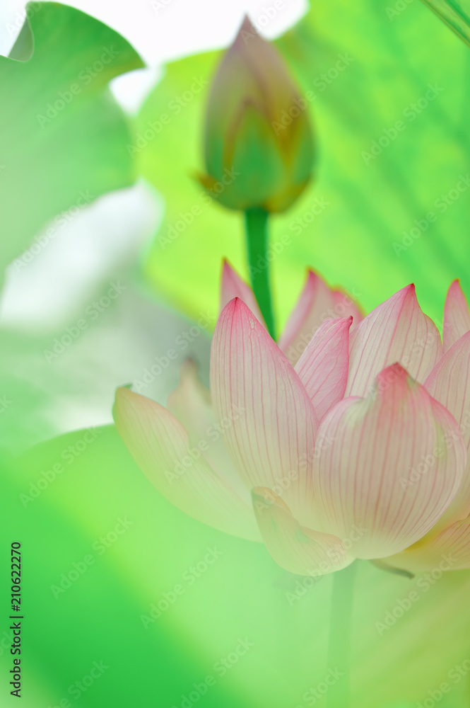 Obraz premium 夏の花 ハスの花