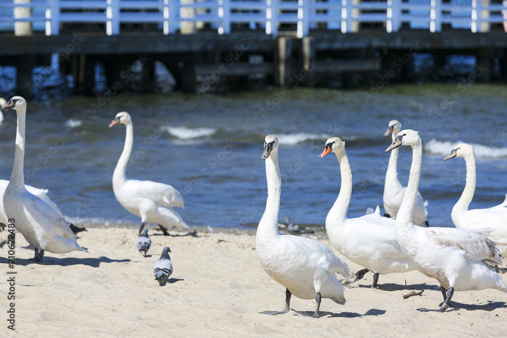 Group of swans on the sandy beach, close to the Sopot pier, Sopot, Poland Group of swans on the sandy beach, close to the Sopot pier, Sopot, Poland