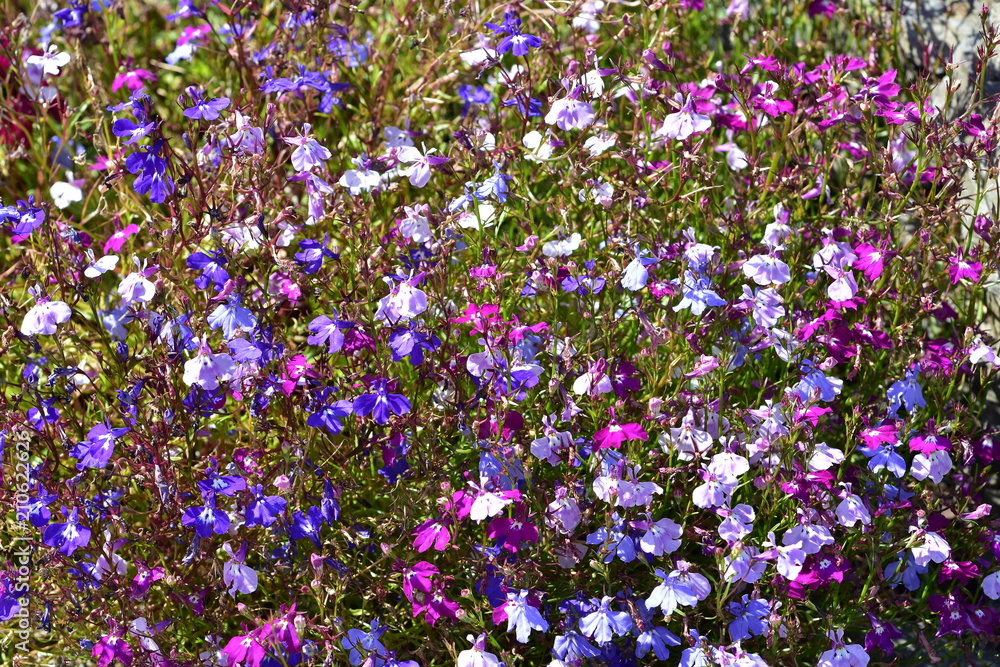 Dense carpet of wild flowers with mostly purple petals in bright light. Dense carpet of wild flowers with mostly purple petals in bright light.
