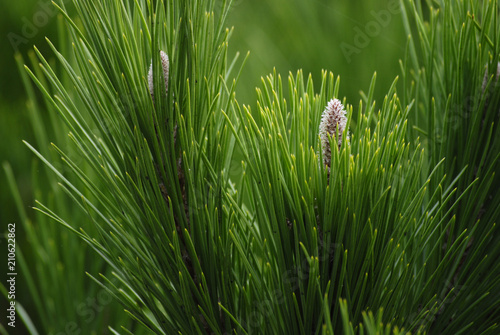 Pinus pinea tree branch close up photo