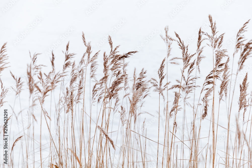 Fototapeta premium Dry coastal reed over white snow