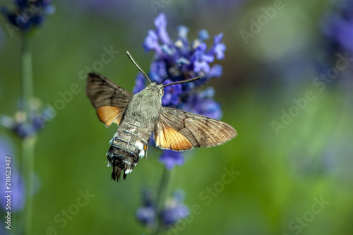 Butterfly a Hummingbird Hawk-moth in flight, sucking nectar from a Levander.