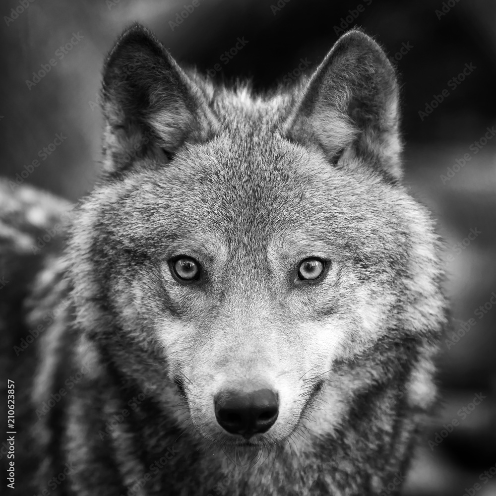 Wolf portrait