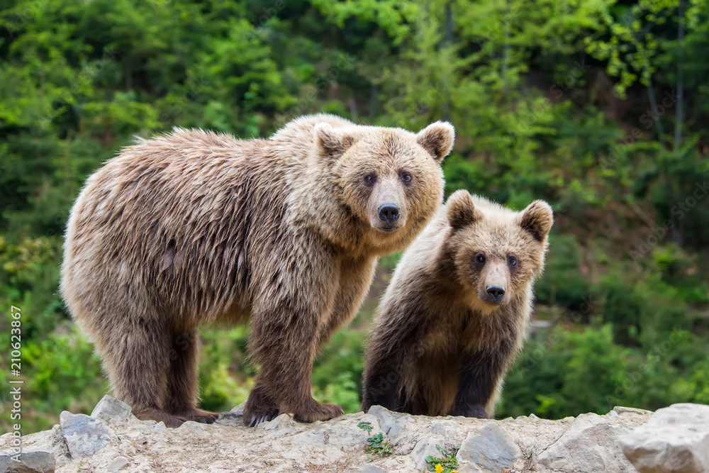 Brown mother bear protecting her cub in a forest Brown mother bear protecting her cub in a forest