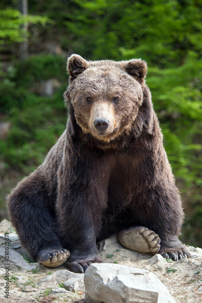 European brown bear in a forest landscape European brown bear in a forest landscape