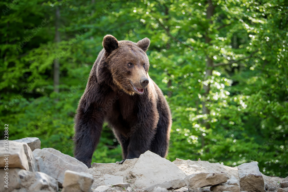 European brown bear in a forest landscape European brown bear in a forest landscape