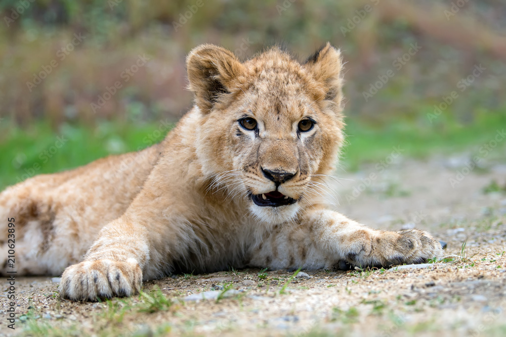 Fototapeta premium Young lion cub in the wild