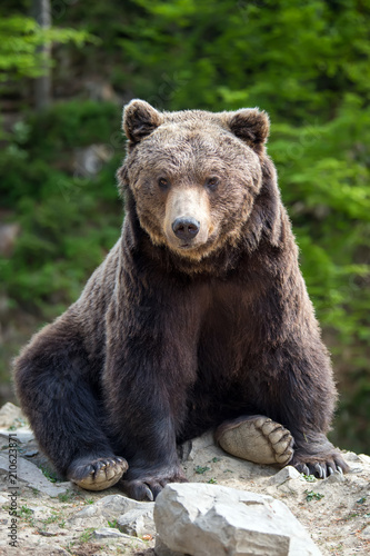 European brown bear in a forest landscape