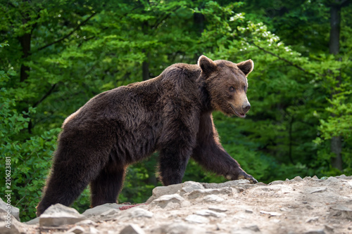 European brown bear in a forest landscape