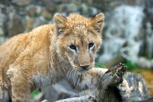 Fototapeta Naklejka Na Ścianę i Meble -  Young lion cub in the wild portrait