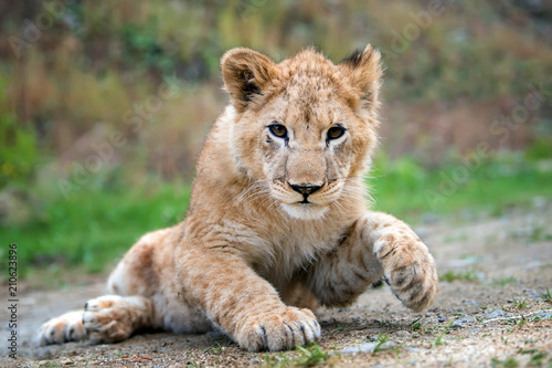 Young lion cub in the wild