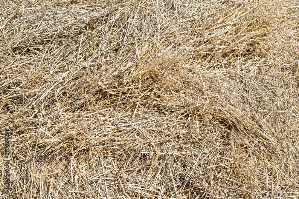 Close-up dry yellow hay texture. Natural straw background. Summer rural backdrop. Copyspace Close-up dry yellow hay texture. Natural straw background. Summer rural backdrop. Copyspace