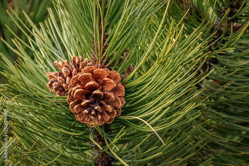 Pine Cone and needles in Colorado