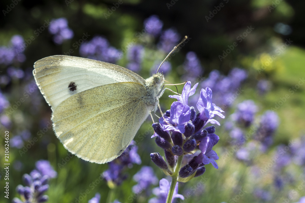 Large white butterfly, Pieris brassicae, contrasting with the violet levander and violet background Large white butterfly, Pieris brassicae, contrasting with the violet levander and violet background