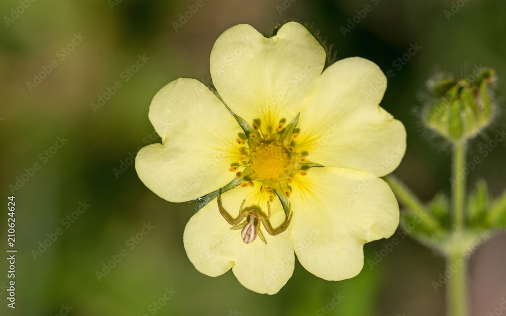 Spinne auf gelber Blume Spinne auf gelber Blume