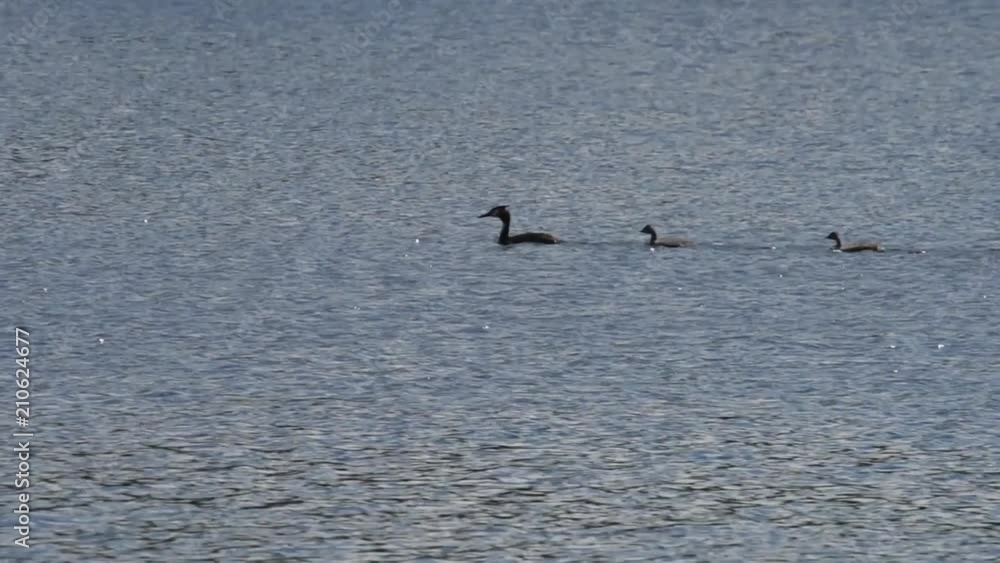 Great crested grebe with chicks in sunrise at Bromma, Stockholm Great crested grebe with chicks in sunrise at Bromma, Stockholm