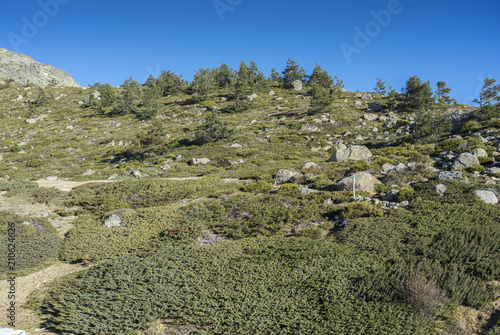 Padded brushwood (Juniperus communis subsp. alpina and Cytisus oromediterraneus) next to de Penalara Lagoon, in Guadarrama Mountains National Park, province of Madrid, Spain photo