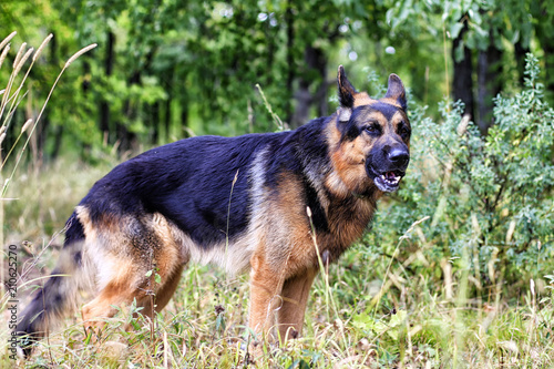 Dog German Shepherd in a forest in a summer