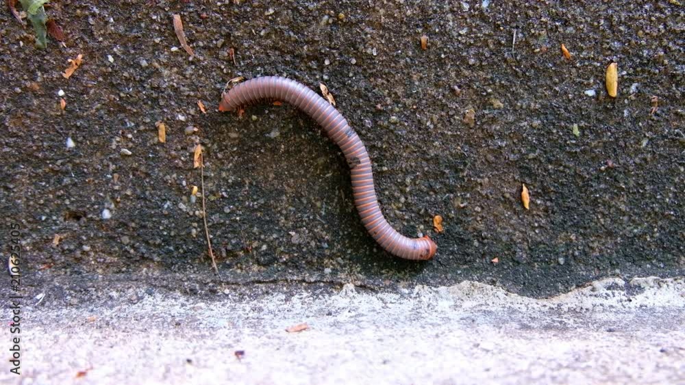 Millipede crawling close-up on concrete wall in Rain forest, Thailand, UHD 4K video with copy space Millipede crawling close-up on concrete wall in Rain forest, Thailand, UHD 4K video with copy space