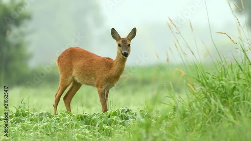 Roe deer grazing in a soy field and eating soy plants in early morning