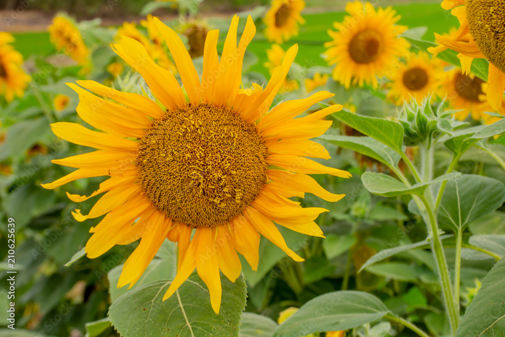 Sunflowers or Helianthus annuus . Sunflowers or Helianthus annuus .