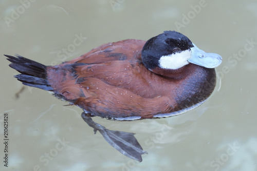 Εκτύπωση καμβά Close up of a ruddy duck swimming in the water horizontal