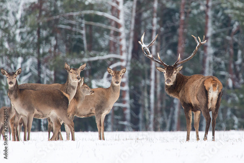 Wallpaper Mural Winter wildlife landscape. Noble deers Cervus Elaphus. Two deers in winter forest. Deer with large Horns with snow looking at camera Torontodigital.ca