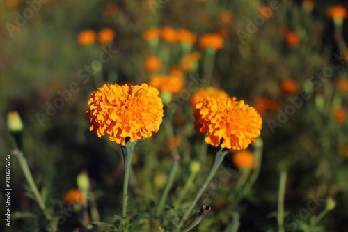 The marigold flowers or locally known as 