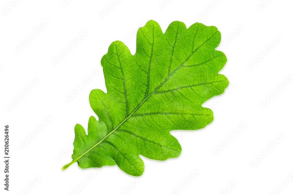 Green leaf of common oak on a white background Green leaf of common oak on a white background