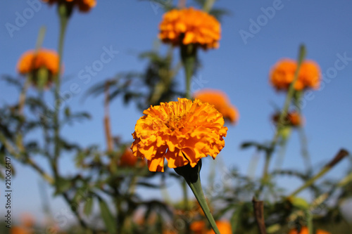 The marigold flowers or locally known as "gemitir".