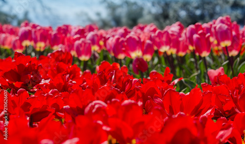 Multi-colored tulips on blurred garden background