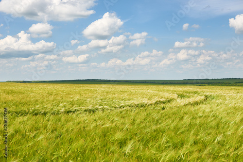 young wheat field as background  bright sun  beautiful summer landscape