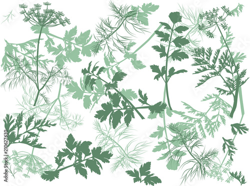 green dill and parsley background illustration
