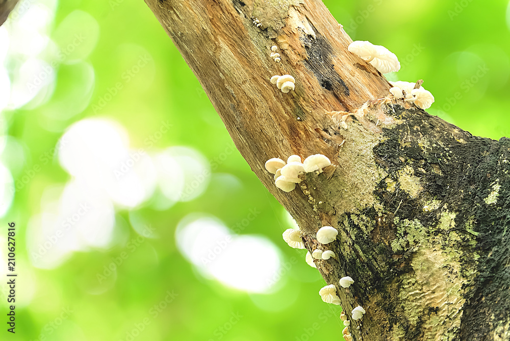 Fototapeta premium Mushrooms will be released early in the new area with high humid