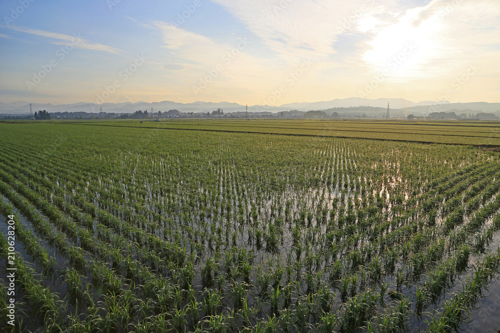 Fototapeta premium 朝の水田の風景