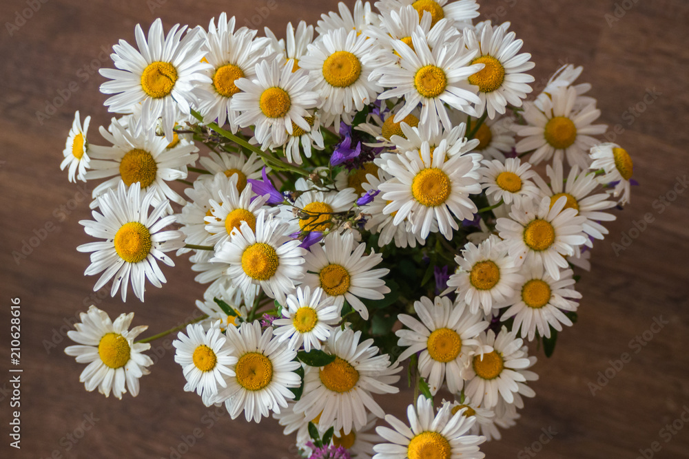 Fototapeta premium A bouquet of simple wild flowers. Chamomiles and bluebells wildflowers of Russia.