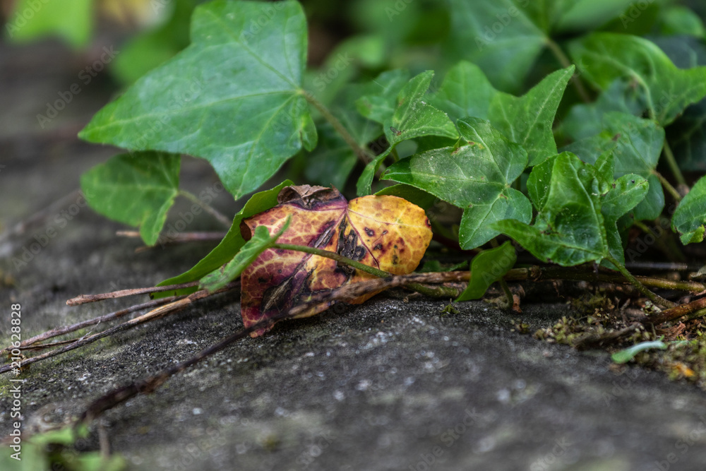 Verwelktes Efeublatt