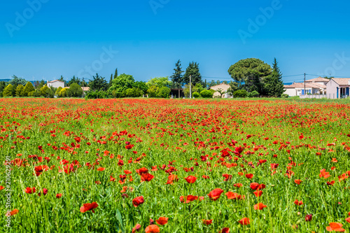 Coquelicots.