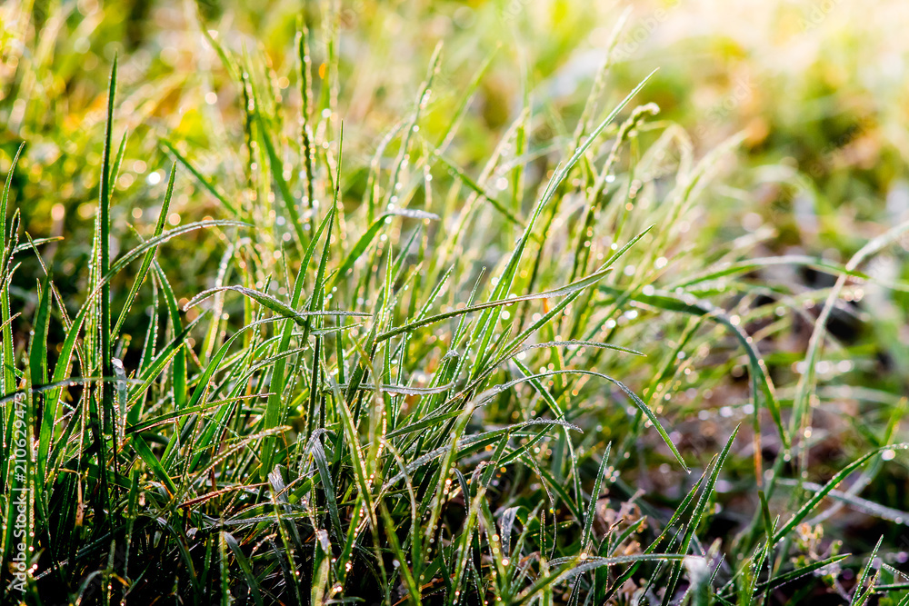 The grass is covered with dew, in the morning against the sun_