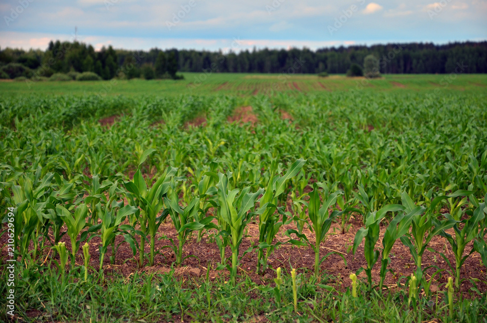 Young green corn plants grow on the field. Young green corn plants grow on the field.