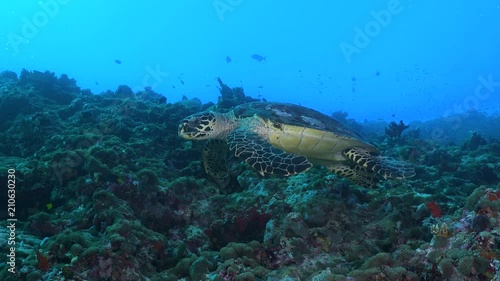 Hawksbill sea turtle swimming over coral reef - Eretmochelys imbricata photo