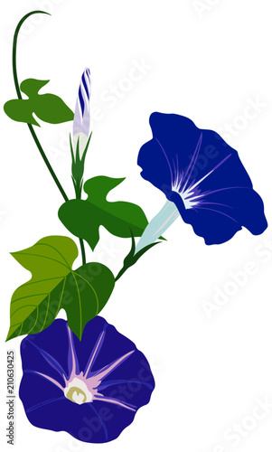 Vector illustration of Morning glory flowers with leaves isolated on white background