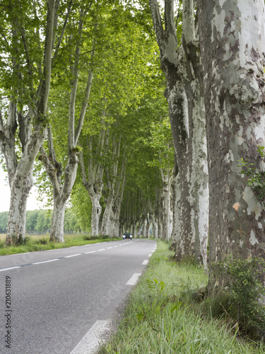 Fototapeta Naklejka Na Ścianę i Meble -  plane trees along country road in the french provence