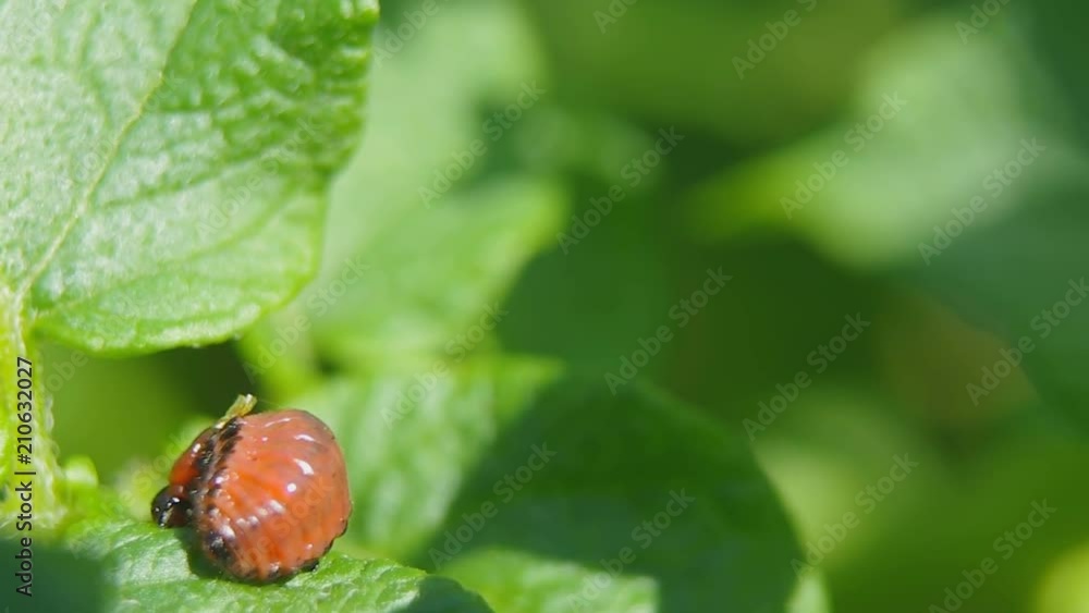 The larva of a potato bug eats a leaf The larva of a potato bug eats a leaf